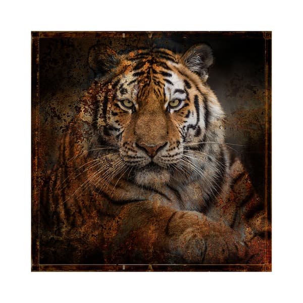Tiger, Plexiglass Artwork, 150cm x 150cm, Multicoloured - Andrew Martin