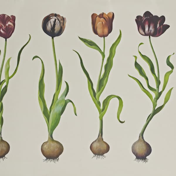 Tulips, Wallpaper, Multicoloured - Andrew Martin