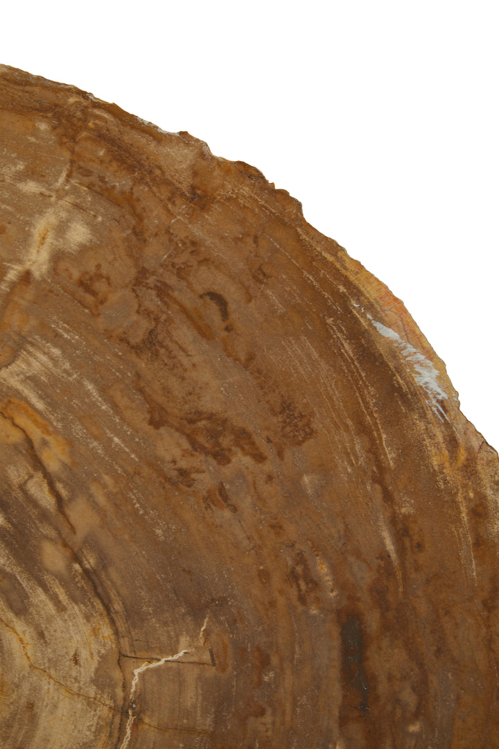 Jasper Medium Petrified Wood Side Table