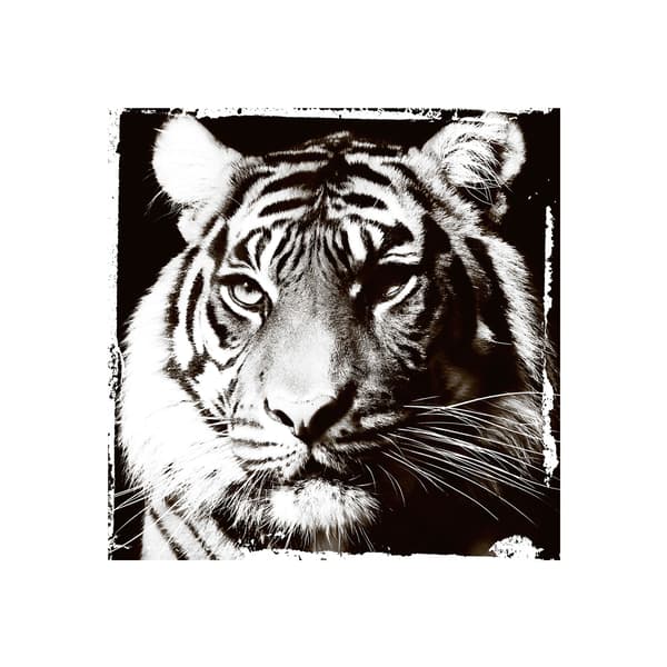 Tiger Gaze, Plexiglass Artwork, 100cm x 100cm, Black/White - Andrew Martin