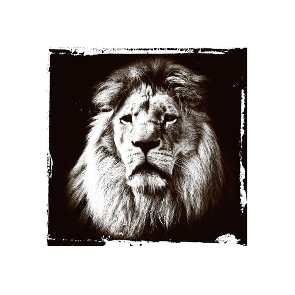 Lion Gaze, Plexiglass Artwork, 100cm x 100cm, Black/White - Andrew Martin