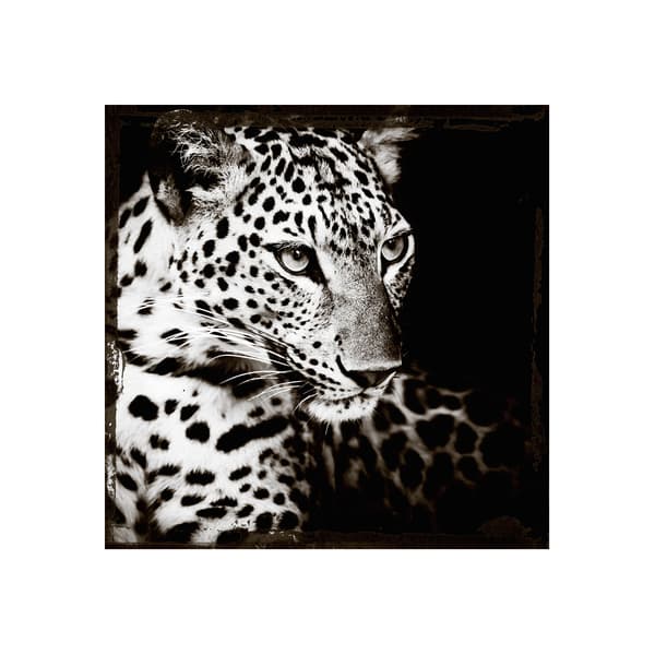 Leopard Gaze 150X150 - Plexiglass, 150cm x 150cm - Andrew Martin