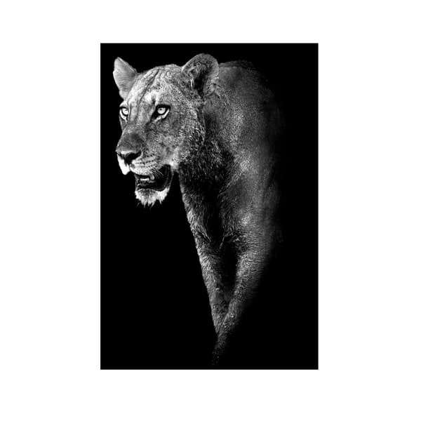 Lioness Prowess 100X150 - Plexiglass, 100cm x 150cm - Andrew Martin