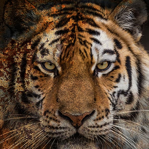 Tiger, Plexiglass Artwork, 120cm x 120cm, Multicoloured - Andrew Martin
