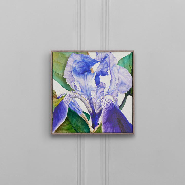 FRAMED CANVAS STONE DARWEN CORNFLOWER 49X49